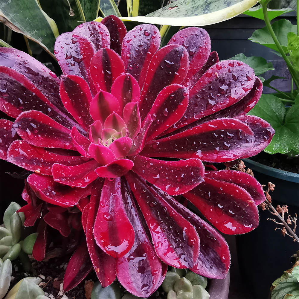 花卉