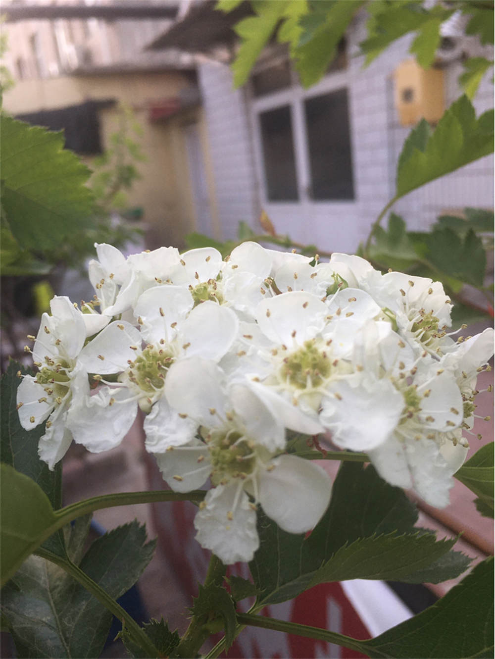 山楂花