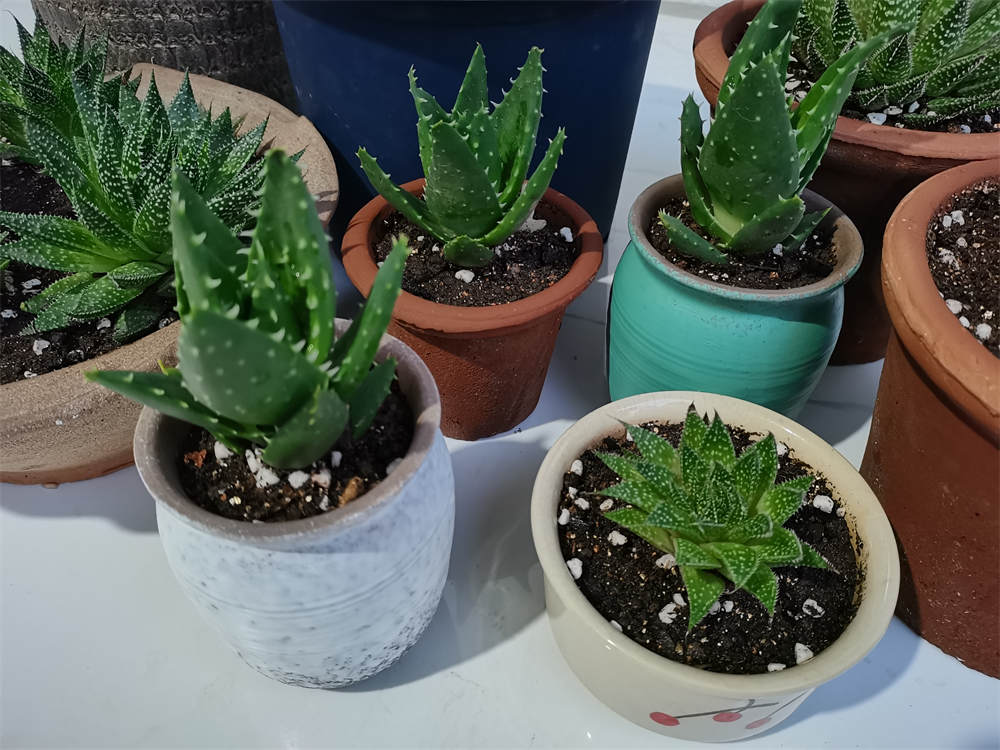 芦荟