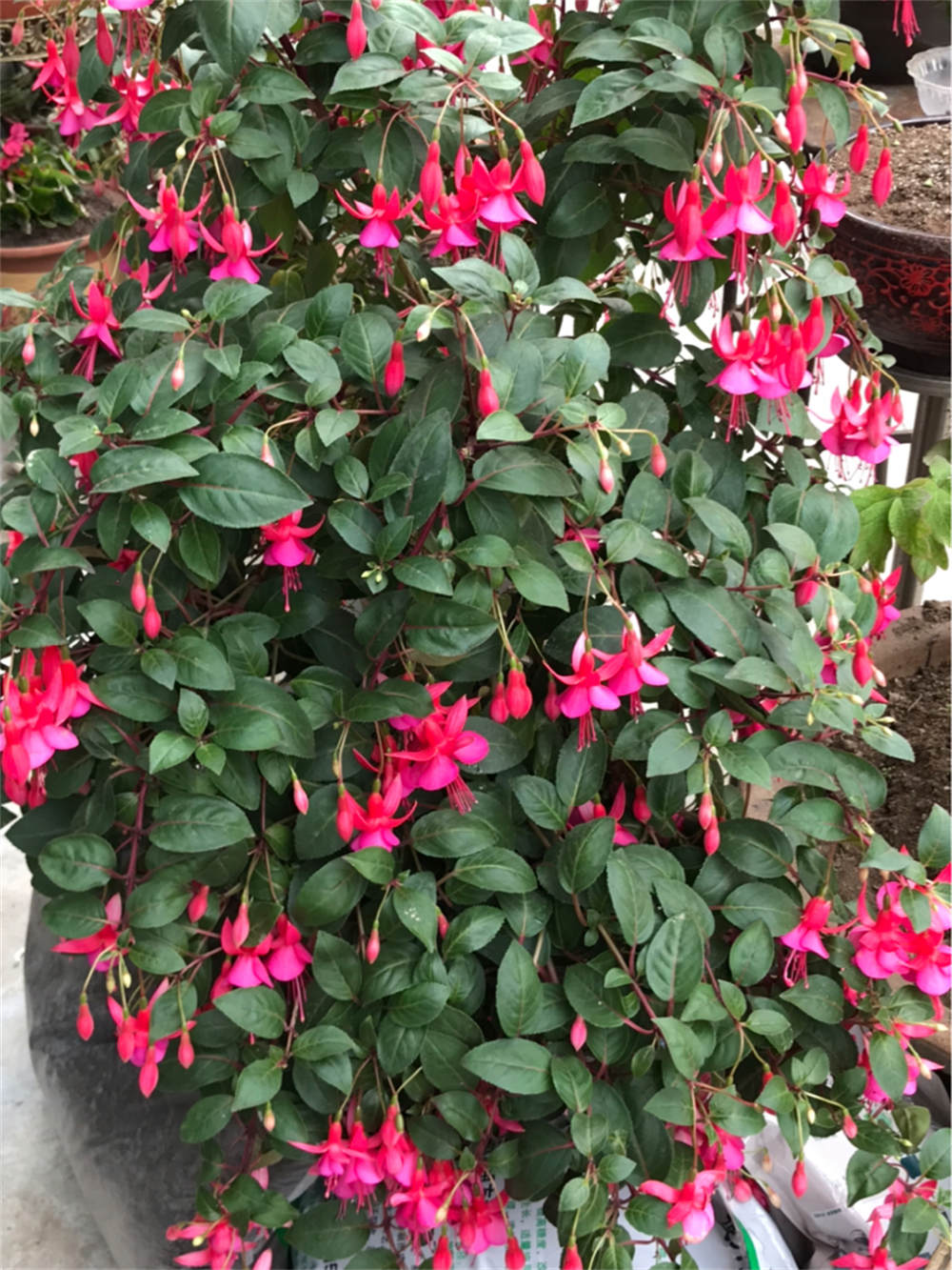 灯笼花