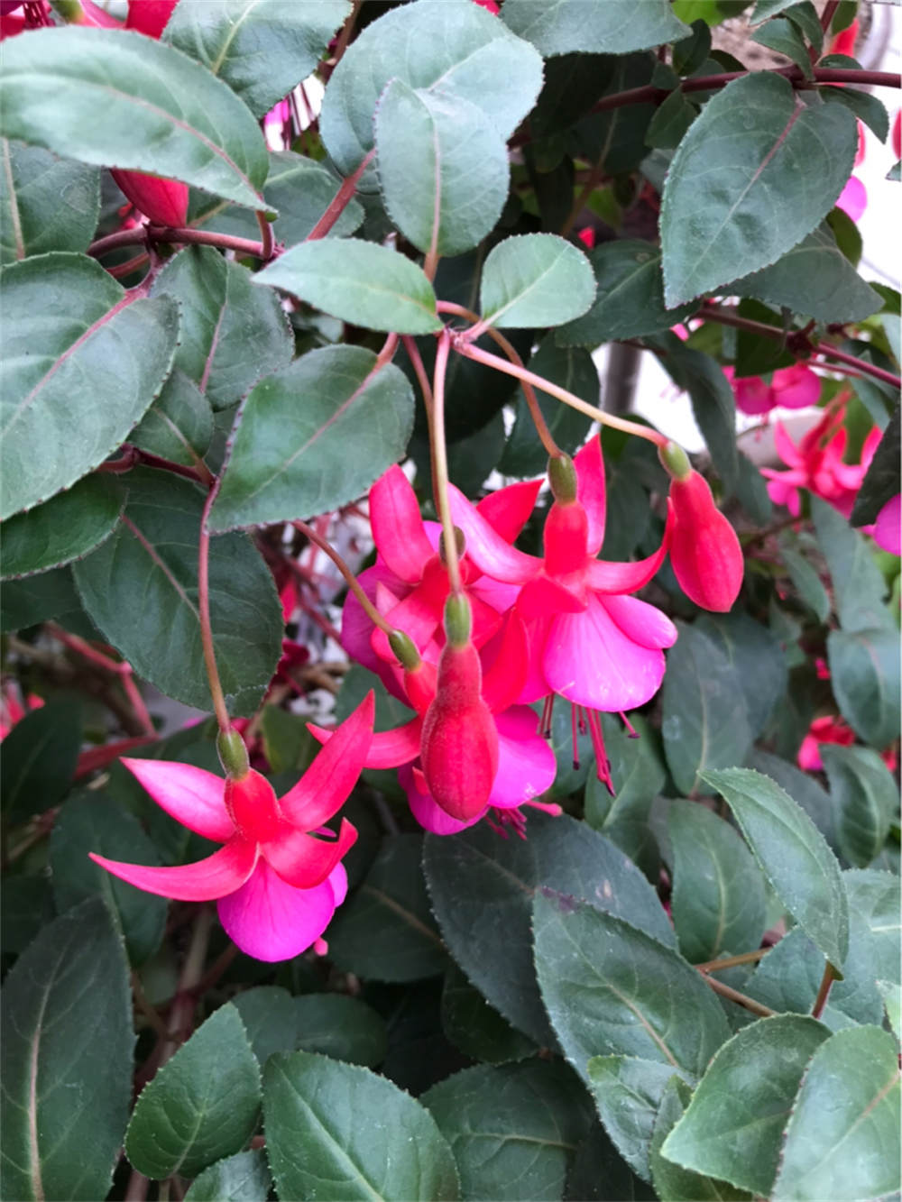 灯笼花
