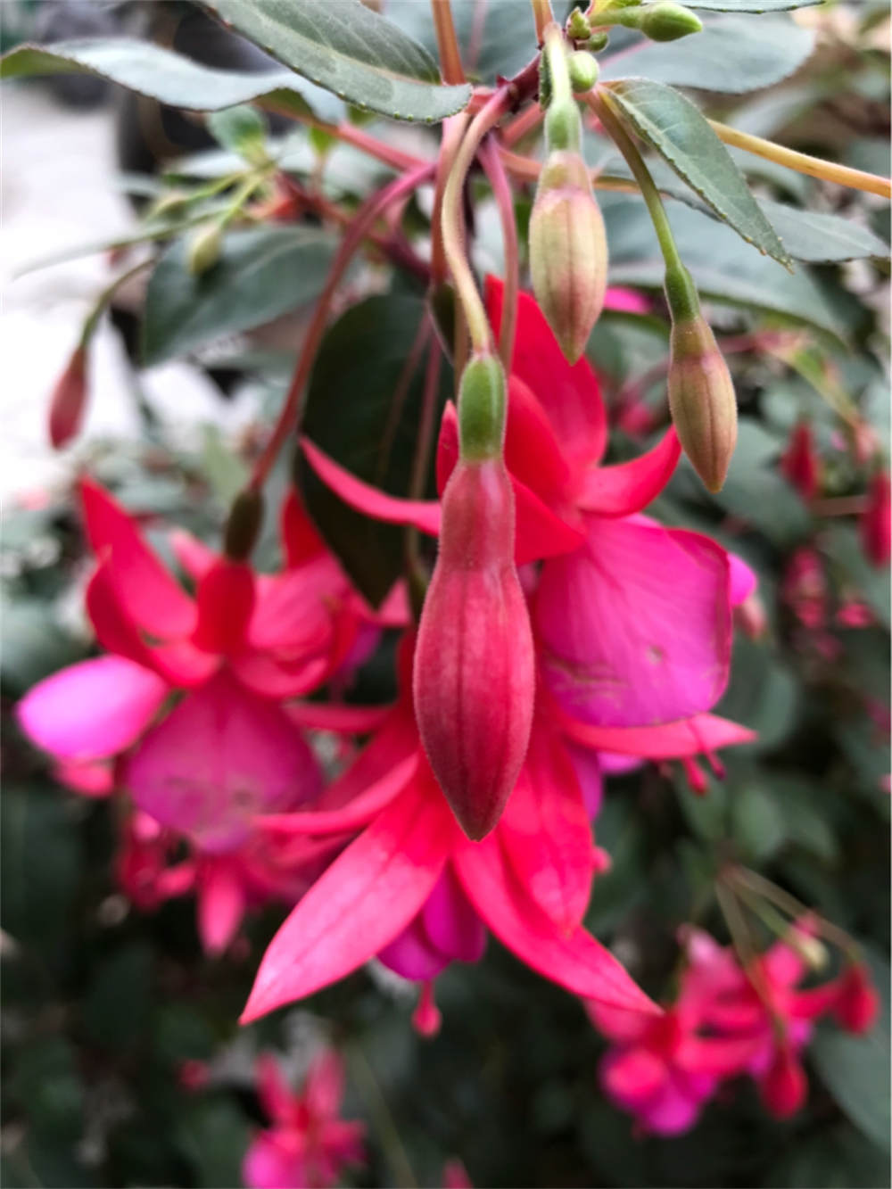灯笼花