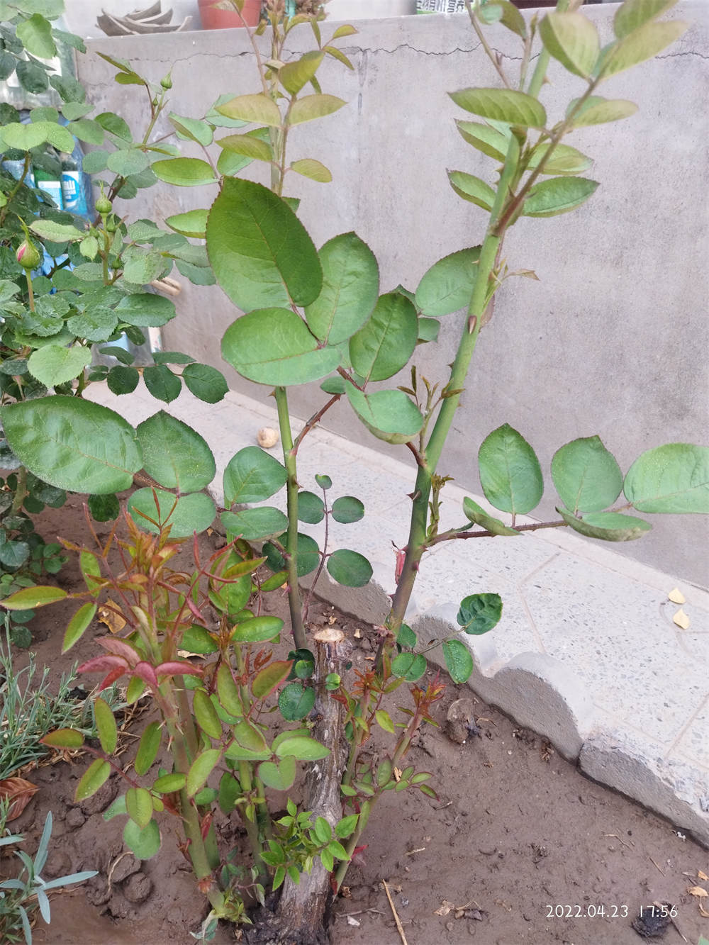 根茎