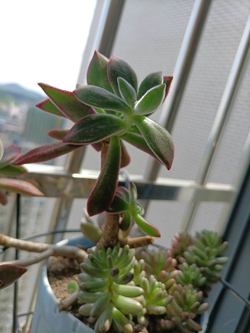 锦晃星