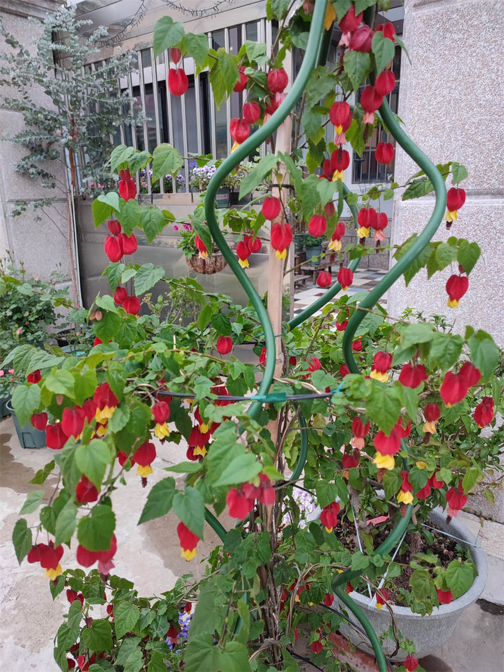 爬藤灯笼花