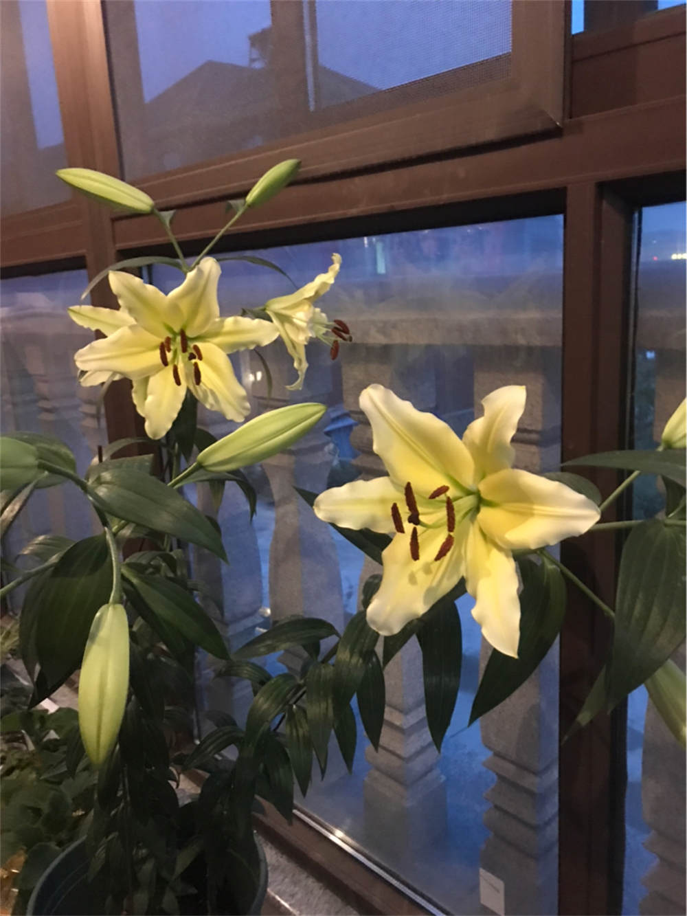 木门百合