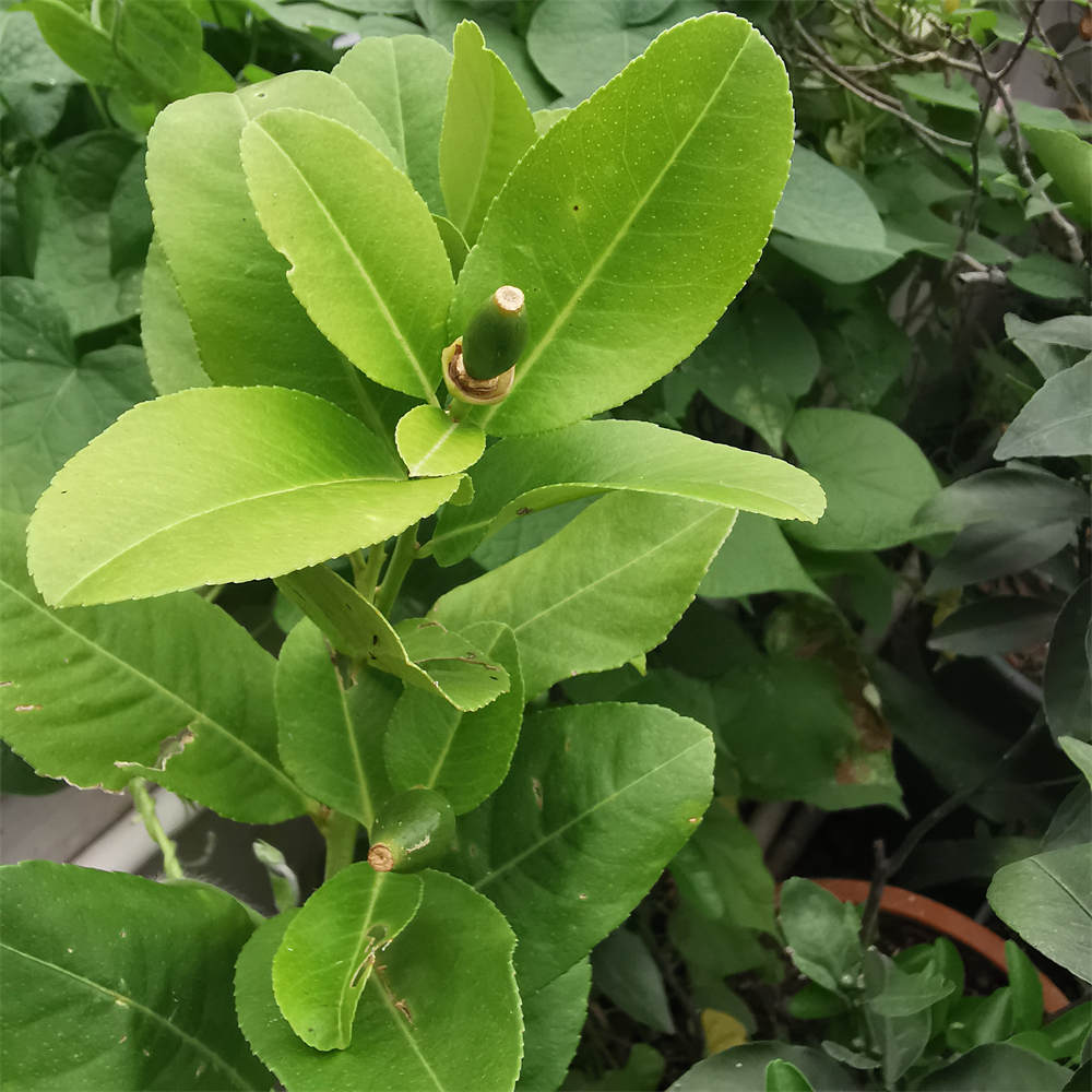 柠檬