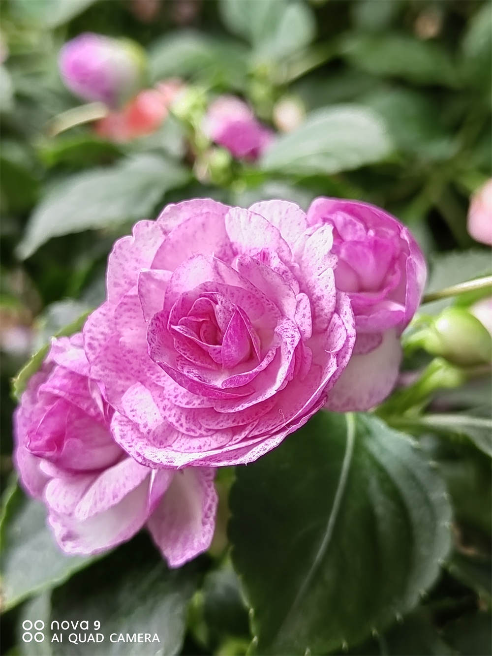非洲凤仙花