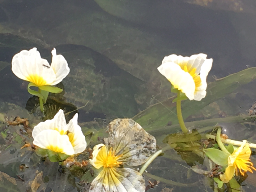 开花的靖西海菜花