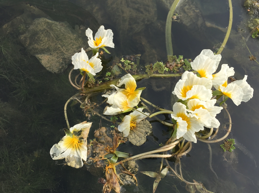 靖西海菜花