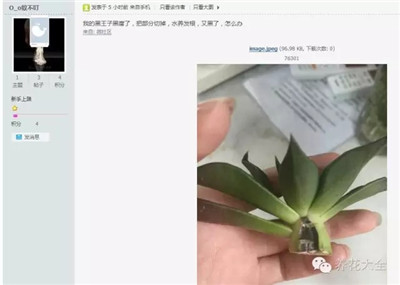 黑王子黑腐怎么办？