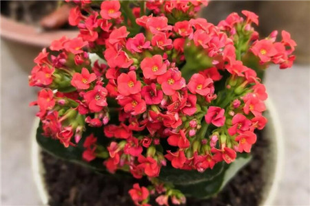长寿花 长寿花