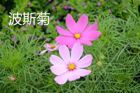 波斯菊