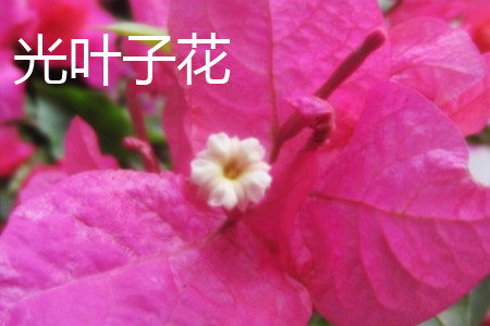 光叶子花