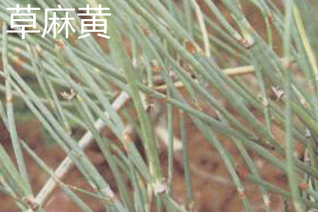 草麻黄