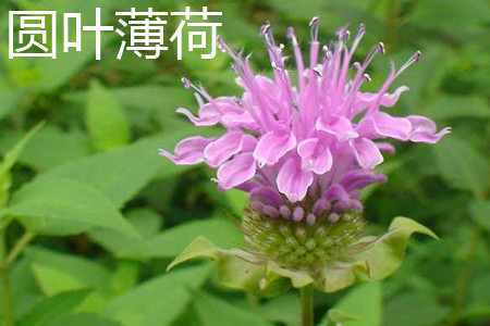 圆叶薄荷 花.jpg