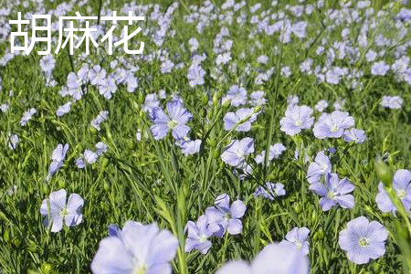 胡麻花