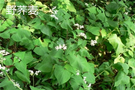 野荞麦花