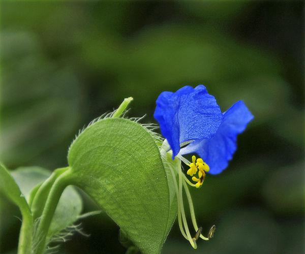 鸭舌草