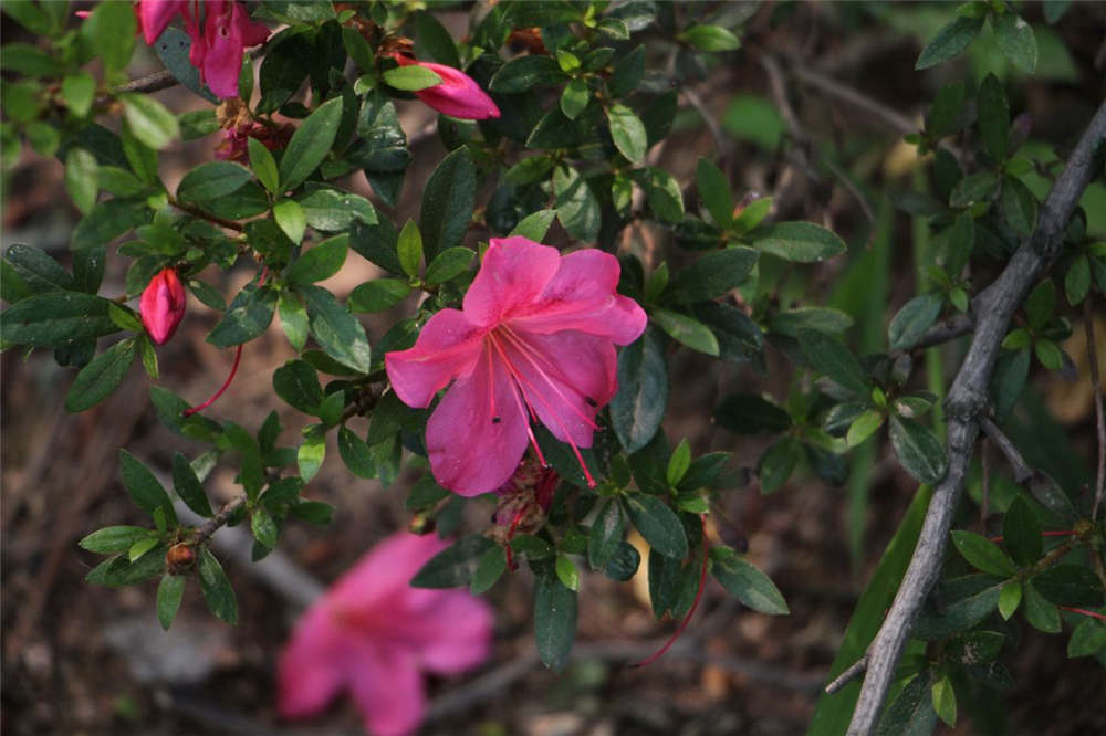 杜鹃花