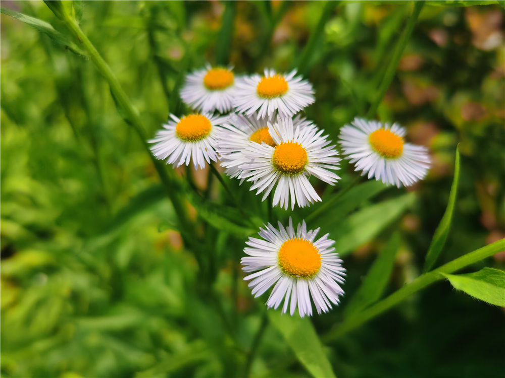 白晶菊