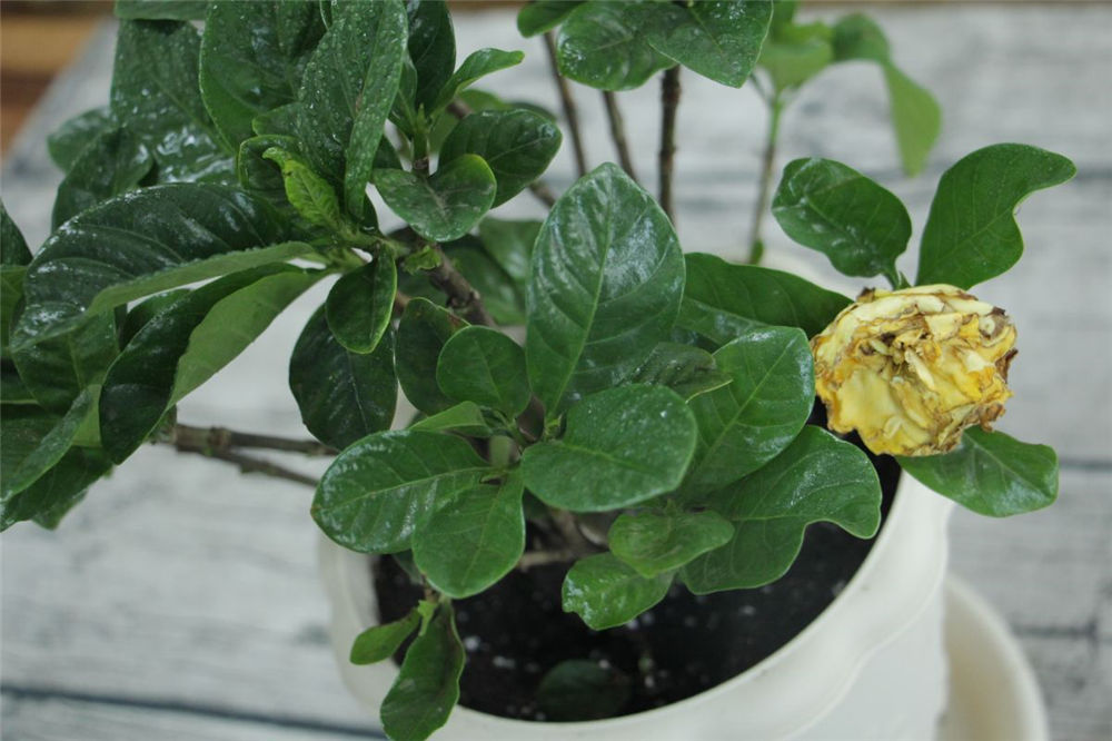 栀子花